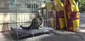 Kediye eziyet eden vatandaşı kedi maması bağışı karşılığında affetti