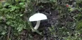 Doğadan toplanan mantarlara dikkat