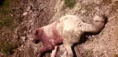 Çoban köpeklerinin öldürülmesi tepkiye yol açtı