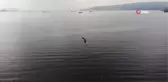 Balıkçıların kabusu balon balığı Marmara denizinde yakalandı
