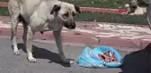 SİVAS BELEDİYE BAŞKANI BİLGİN'İN SOKAK HAYVANLARI HASSASİYETİ ((((