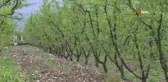 Erkenci şeftali geç kalacak, ilk hasat haziran sonu yapılabilecek