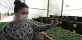 Son Dakika | 330 bin 'Hayriye Biberi' fidesi çiftçilere dağıtıldı