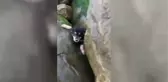 Kayalıklara sıkışan yavru köpeği kurtardı