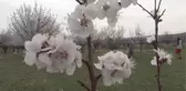 Kayısı bahçeleri bu kez çiçeklerle beyaza büründü
