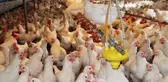 Ünlü şarkıcı Coşkun Sabah, 1 milyon liralık yatırımla Eskişehir'de tavuk çiftliği kurdu