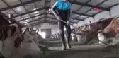 Ağrı'da suni tohumlama yaygınlaştırma projesi başladı