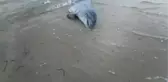 Telef olmuş yunusun bir parçası Saros Körfezi kıyısına vurdu
