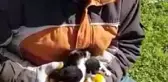 POŞETLE ÇÖPE ATILAN 4 YAVRU KEDİYİ BELEDİYENİN TEMİZLİK İŞÇİLERİ KURTARDI