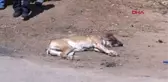 ANTALYA İKİZLERİNİN ACISIYLA AVUNDUĞU İKİ KÖPEĞİ VURULDU, GÖZYAŞLARINI TUTAMADI