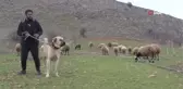 İnsan boyunda çoban köpekleriyle çiftlik kurdu