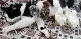 Kedi Mercan hem köpek yavrularına hem de civcivlere annelik yapıyor