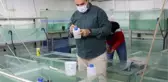 Antalya'da ürettiği 'doktor balıkları' ihraç etmeye başladı