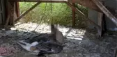 Beslediği kazı kümeste boğazından iple asılmış halde buldu, yapanlara demediğini bırakmadı
