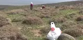Dağlardan toplanan çiriş otu gelir kapısı oldu