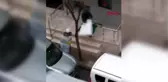 GÜNGÖREN'DE KİMSEYİ UMURSAMAYAN HIRSIZLARI MAHALLE SAKİNİ GÖRÜNTÜLEDİ