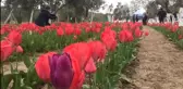 İzmir'de iki kadın girişimci gözü gibi baktığı lalelerin hasadını yaptı