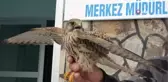 Van YYÜ'ye 20 hasta yaban hayvanı getirilerek tedavi altına alındı