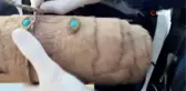 Aralarında altın işlemeli 2000 yıllık Tevrat'ın da olduğu çok sayıda tarihi eser ele geçirildi