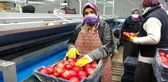 Isparta'da elma ihracatı 4 kat arttı