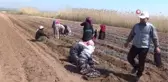 Suriye sınırında biber fideleri toprakla buluşmaya başladı