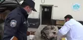 Son dakika haberleri... Yaralı köpeği veterinere 'HAYDİ' polisleri yetiştirdi