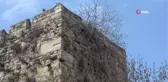 Arsız incir surları deldi, bir de meyve verdi