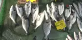 Balık satıcıları odası yönetim kurulu üyesi Balcı: 
