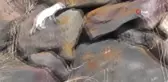 Nadir görülen beyaz gelincik Ardahan'da görüntülendi