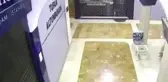 Yavru kediyi köpeklerin saldırısından annesi kurtardı