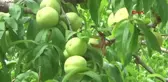 ÇANAKKALE BAYRAMİÇ BEYAZI, AVRUPA BİRLİĞİ'NDE TESCİLLENDİ- - YENİDEN