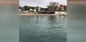 ZEHİRLİ BALON BALIĞI SÜRÜSÜ, ANTALYA LARA SAHİLLERİNİ SARDI