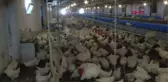 COŞKUN SABAH, ESKİŞEHİR'DE TAVUK ÇİFTLİĞİ KURDU -TEKRAR