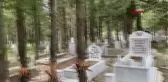 MEZARLIKTAKİ AĞAÇLARA ZARAR VERİLDİ