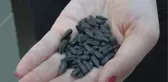TÜRK BİLİM İNSANLARINDAN AYÇİÇEĞİNDE DÜNYADA SES GETİREN ÇALIŞMA -1