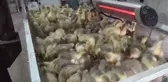 Kaz yetiştiricisi Aydoğan, 