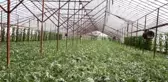 Seralarda üretilen yılın ilk karpuzlarının hasadına başlandı