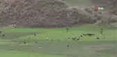 Ahırlarda bekletilen büyükbaş hayvanlar baharın gelişiyle yaylaya çıkıyor
