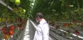 Bozkır'da jeotermal suyla üretip dünyaya pazarlıyor