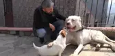 'DOGO ARGENTİNO' IRKI KÖPEKLERİNE YARGI KARARIYLA KAVUŞTU