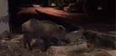 Fethiye'de çöp konteyneri kenarında beslenen domuz kameraya yansıdı