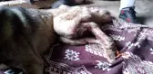 Gaziantep'te çoban köpeğini av tüfeğiyle vurdular