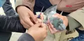 ORDU AYAKLARINA İP DOLANAN GÜVERCİN KURTARILDI