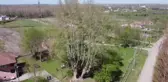 1100 yıllık çınar ağacı bakıma alındı
