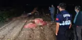 Kayıp at tartışmaları gündemdeyken, Adana'da tarla kenarında başları kesilmiş 3 hayvan bulundu