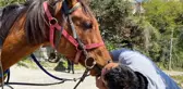 15 bin liralık yarış atını arkadaşına hediye etti