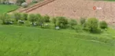 Son dakika haberleri | Bilinçsiz zirai ilaçlama toplu arı ölümlerine neden oluyor