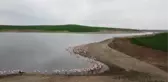Gelingüllü Barajı flamingoların durağı oldu