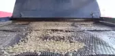 KASTAMONU - Anadolu'da 10 bin yıllık siyez buğdayının tohumu 
