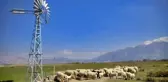 Meraya inşa edilen rüzgargülleriyle yer altı suları hayvanlara içme suyu oluyor